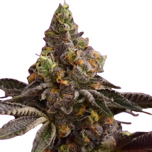 Colorful Cannabis Leaf