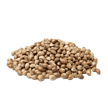 Cannabis Seeds