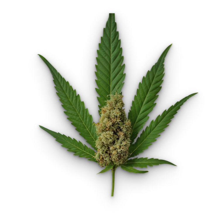Cannabis Bud